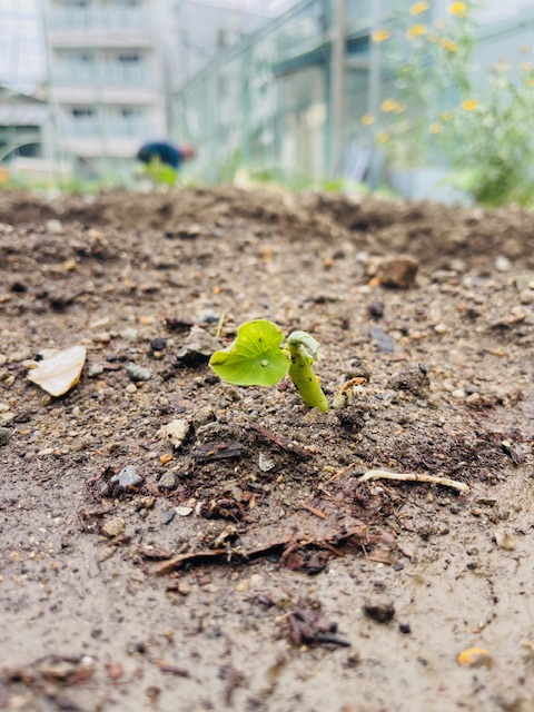 さといもの芽