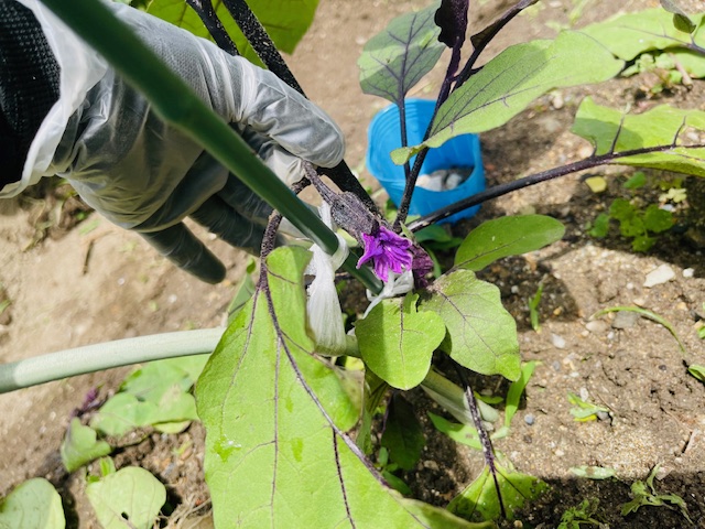 なすびの花