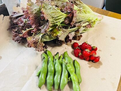 収穫物