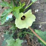 オクラの花
