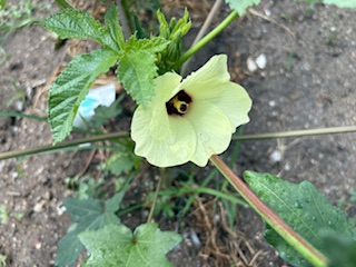 オクラの花